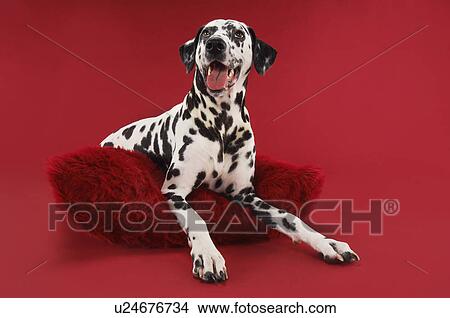 Dalmatian crouching on cushion View Large Photo Image Picture - Dalmatian crouching on cushion. Fotosearch