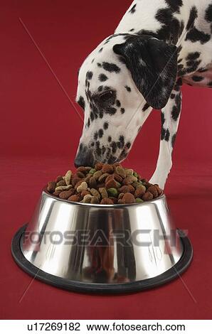 Stock Image - Dalmatian Dog Eating from Dog Bowl. Fotosearch
