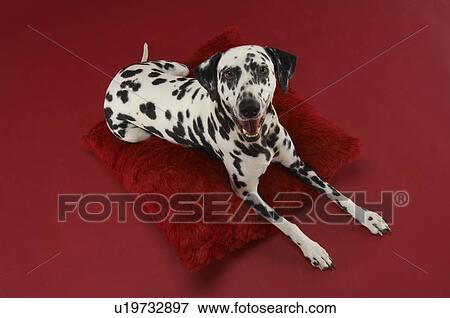 Dalmatian Dog on Pillow View Large Photo Image Stock Photo - Dalmatian Dog on Pillow. Fotosearch