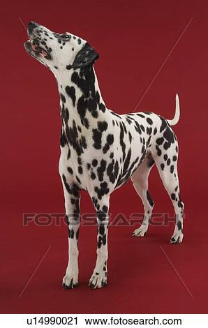 Dalmatian Dog View Large Photo Image Stock Image - Dalmatian Dog. Fotosearch