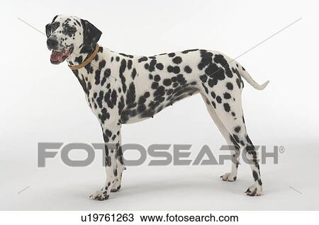 Dalmatian Dog View Large Photo Image Stock Image - Dalmatian Dog. Fotosearch