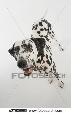 Dalmatian Dog View Large Photo Image Stock Image - Dalmatian Dog. Fotosearch