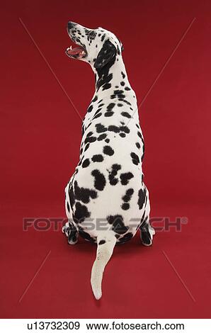 Dalmatian sitting, looking up, back view View Large Photo Image Stock Photo - Dalmatian sitting, looking up, back view. Fotosearch