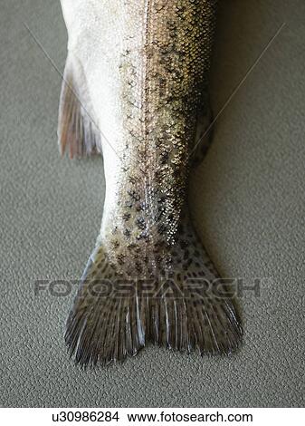 Dead Fish, low section View Large Photo Image Picture - Dead Fish, low section. Fotosearch