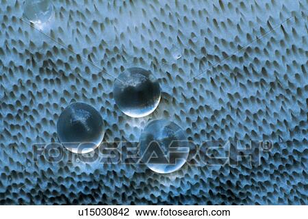 Delicate Droplets on Rough Surface View Large Photo Image Stock Image - Delicate Droplets on Rough Surface. Fotosearch