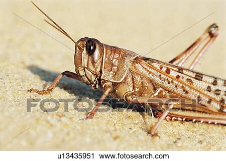 Stock Image - Desert Locust. close up. Fotosearch