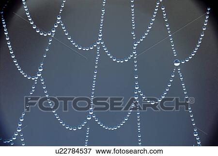 Stock Photo - Dew on Spider web. Fotosearch