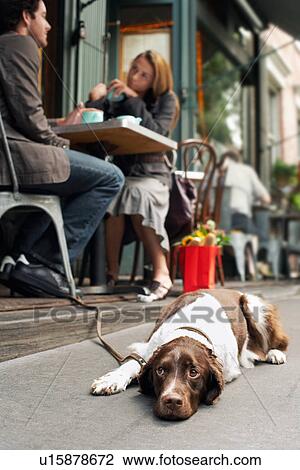 Dog lying on sidewalk outside cafe View Large Photo Image Stock Image - Dog lying on sidewalk outside cafe. Fotosearch