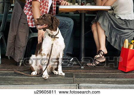 Dog with owners at sidewalk cafe View Large Photo Image Stock Image - Dog with owners at sidewalk cafe. Fotosearch