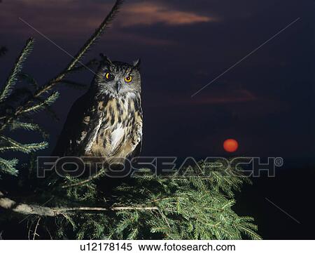 Eagle owl perching on Tree Branch View Large Photo Image Stock Photography - Eagle owl perching on Tree Branch. Fotosearch