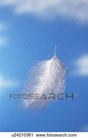 Feather falling with blue sky background View Large Photo Image Stock Image - Feather falling with blue sky background. Fotosearch