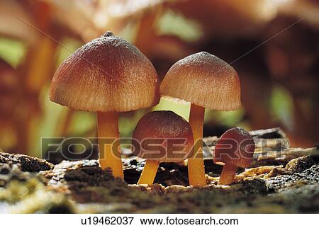 Four mushrooms, close up View Large Photo Image Stock Photo - Four mushrooms, close up. Fotosearch