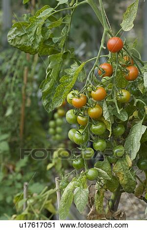 Fresh Tomatoes Growing View Large Photo Image Stock Image - Fresh Tomatoes Growing. Fotosearch