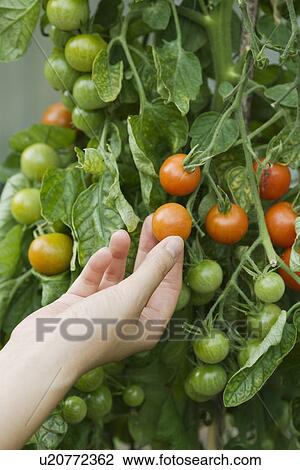 Fresh Tomatoes Growing View Large Photo Image Stock Image - Fresh Tomatoes Growing. Fotosearch