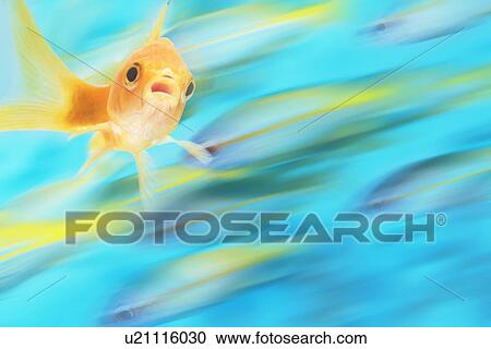 Gold fish swimming among other fish View Large Photo Image Stock Image - Gold fish swimming among other fish. Fotosearch