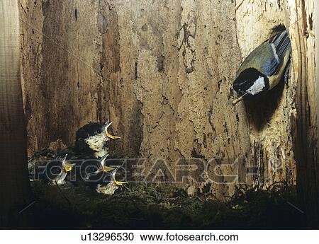 Stock Image - Great tit feeding her chicks. Fotosearch