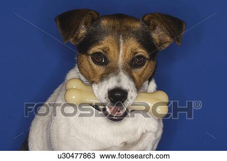 Jack Russell Terrier Holding Dog Bone View Large Photo Image Stock Image - Jack Russell Terrier Holding Dog Bone. Fotosearch