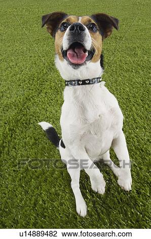 Jack Russell terrier sitting on hind legs, elevated view View Large Photo Image Stock Image - Jack Russell terrier sitting on hind legs, elevated view. Fotosearch