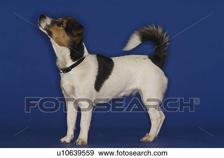 Stock Photo - Jack Russell Terrier. Fotosearch
