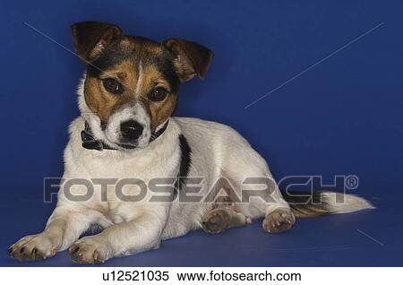 Jack Russell Terrier View Large Photo Image Stock Photography - Jack Russell Terrier. Fotosearch