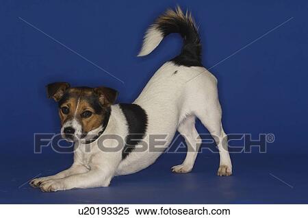 Jack Russell Terrier View Large Photo Image Stock Photography - Jack Russell Terrier. Fotosearch