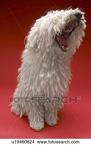 Komondor Dog View Large Photo Image Picture - Komondor Dog. Fotosearch