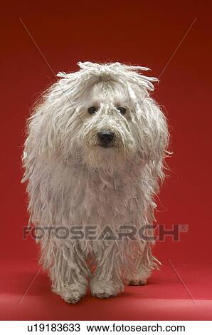 Komondor Dog View Large Photo Image Stock Image - Komondor Dog. Fotosearch