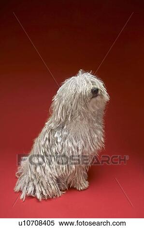Stock Photography - Komondor Dog. Fotosearch