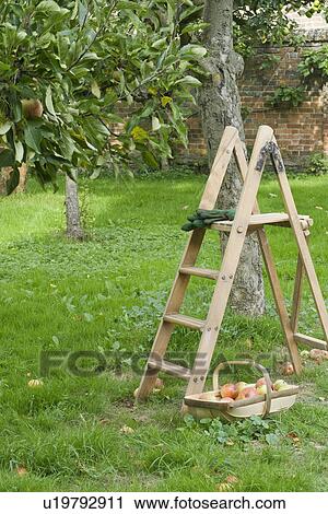 Ladder and Basket of Vegetables View Large Photo Image Stock Image - Ladder and Basket of Vegetables. Fotosearch