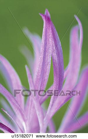 Light Purple Petals View Large Photo Image Stock Image - Light Purple Petals. Fotosearch
