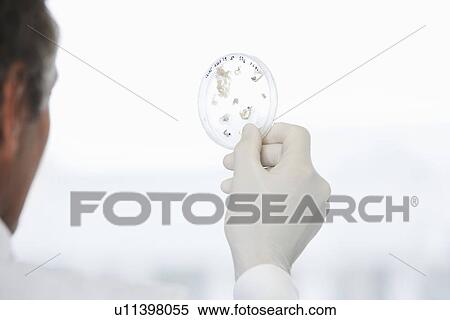 Male lab worker holding petri dish to the light View Large Photo Image Stock Photography - Male lab worker holding petri dish to the light. Fotosearch