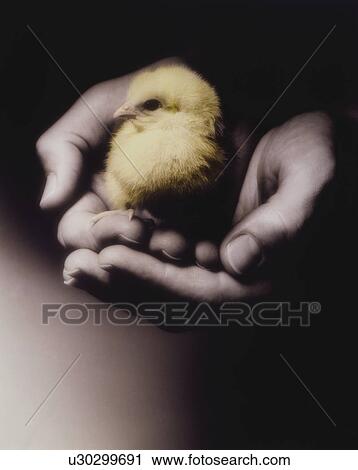 Man holding chick in cupped hands, (close-up) View Large Photo Image Stock Image - Man holding chick in cupped hands, (close-up). Fotosearch