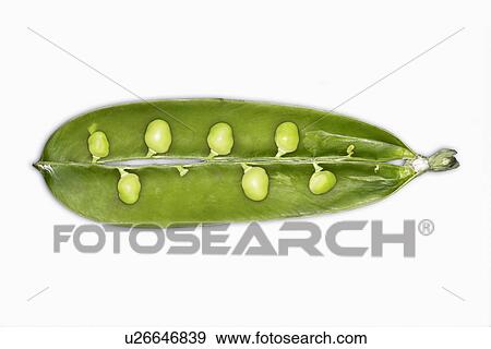 Stock Photo - Open pea pod with peas attached inside, close-up. Fotosearch