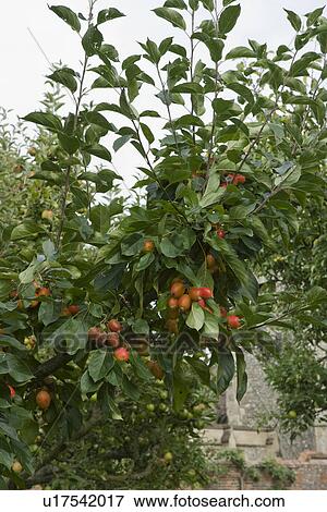 Pear Tree View Large Photo Image Stock Photo - Pear Tree. Fotosearch