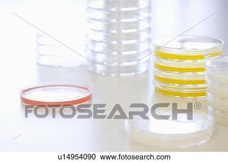 Petri dishes View Large Photo Image Stock Image - Petri dishes. Fotosearch