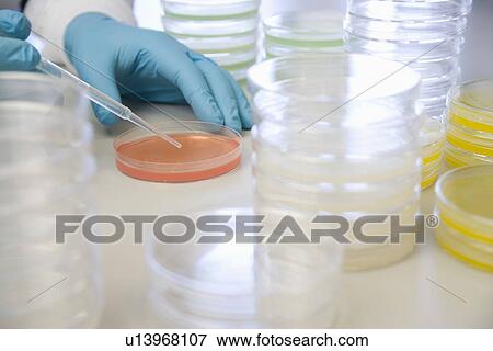 Petri dishes View Large Photo Image Stock Photo - Petri dishes. Fotosearch