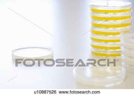 Petri dishes View Large Photo Image Stock Photograph - Petri dishes. Fotosearch