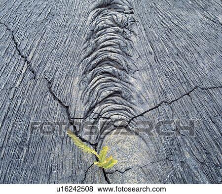 Stock Photo - Plant growing in rock. Fotosearch
