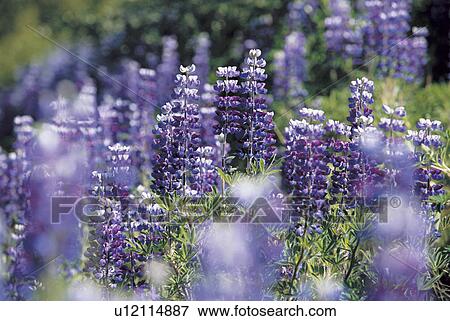 Purple Lupine View Large Photo Image Stock Photo - Purple Lupine. Fotosearch
