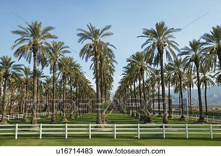 Stock Image - Rows of Palm Trees. Fotosearch