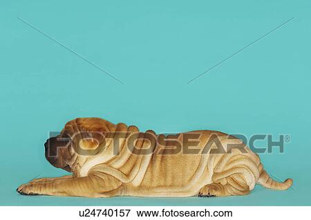 Stock Photo - Shar-pei lying down, profile. Fotosearch