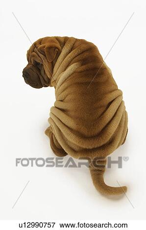 Shar-pei sitting, back view, elevated view View Large Photo Image Stock Photo - Shar-pei sitting, back view, elevated view. Fotosearch