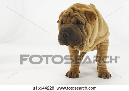 Shar-Pei View Large Photo Image Stock Photo - Shar-Pei. Fotosearch