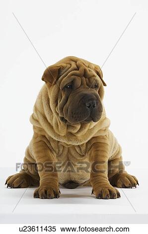 Stock Photography - Shar-Pei. Fotosearch