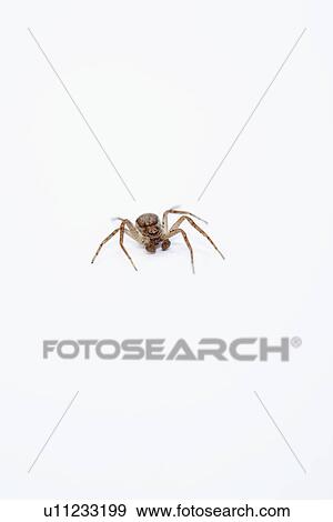 Spider View Large Photo Image Stock Photo - Spider. Fotosearch