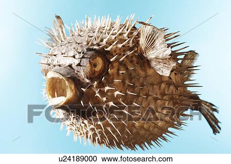 Taxidermal inflated puffer fish, studio shot View Large Photo Image Stock Image - Taxidermal inflated puffer fish, studio shot. Fotosearch