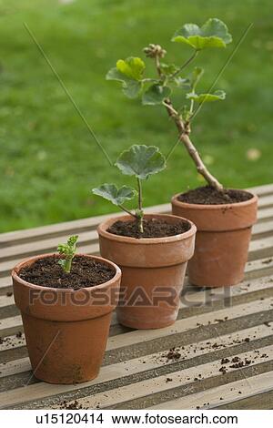 Picture - Three Potted Plants. Fotosearch