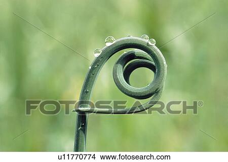 Picture - Tip of New Vine Growth. Fotosearch