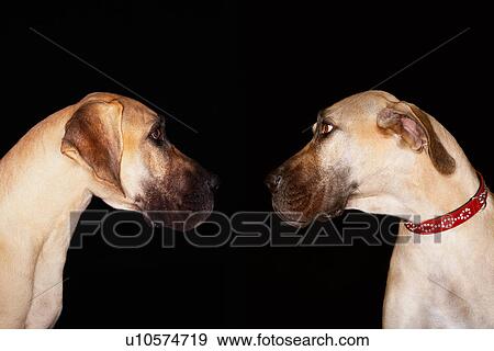 Two Brazilian mastiffs (Fila brasileiro) sitting face to face View Large Photo Image Stock Photo - Two Brazilian mastiffs (Fila brasileiro) sitting face to face. Fotosearch