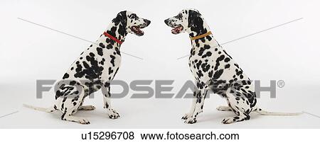 Stock Photo - Two Dalmatians sitting, face to face. Fotosearch